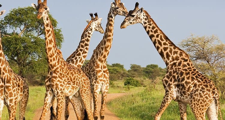 Murchison Falls & Nile Wildlife Safari