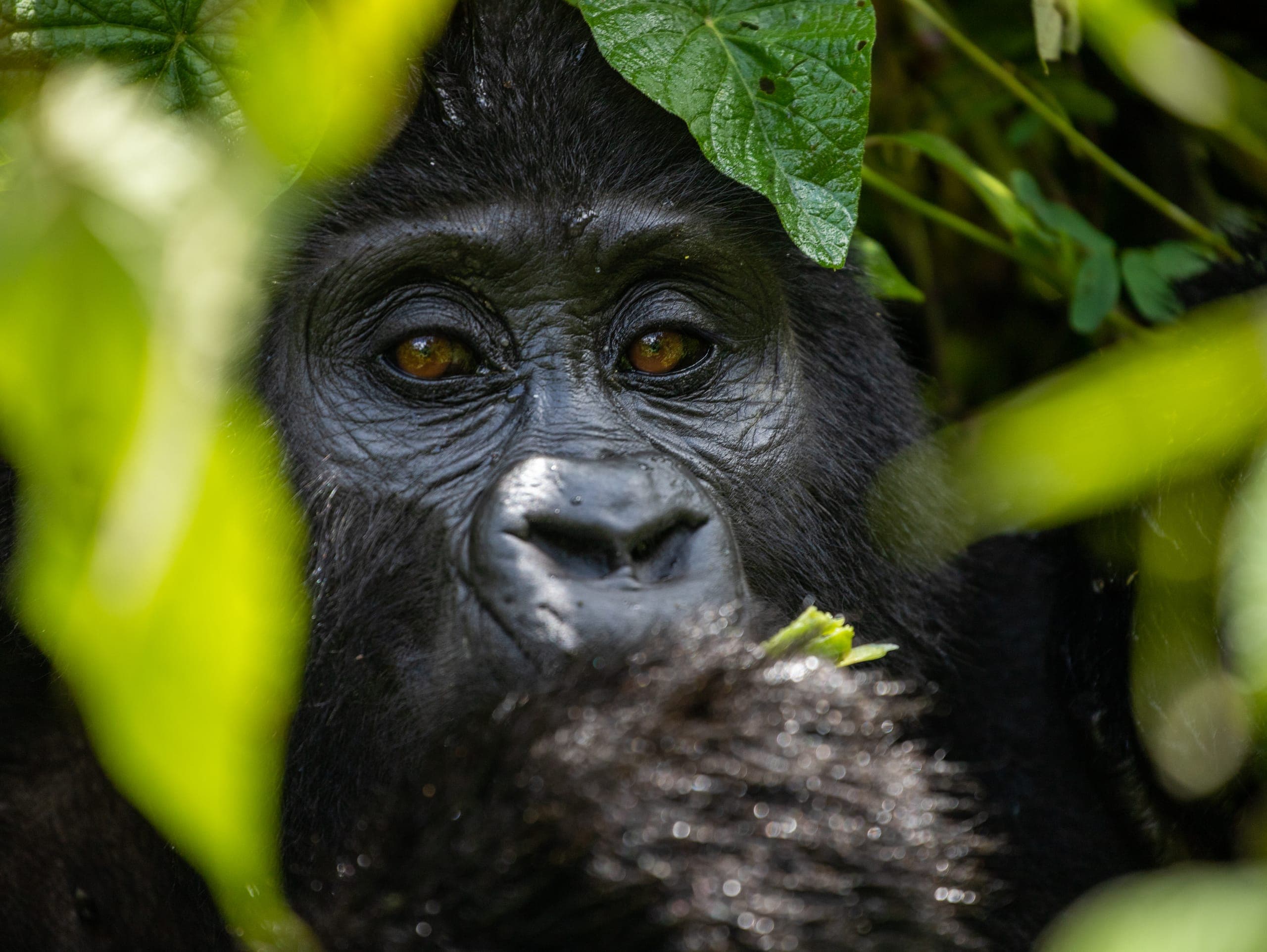 Rwanda