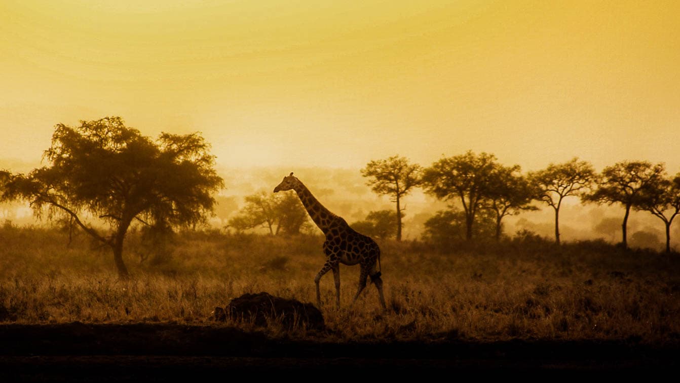 Why Travel With Zorani