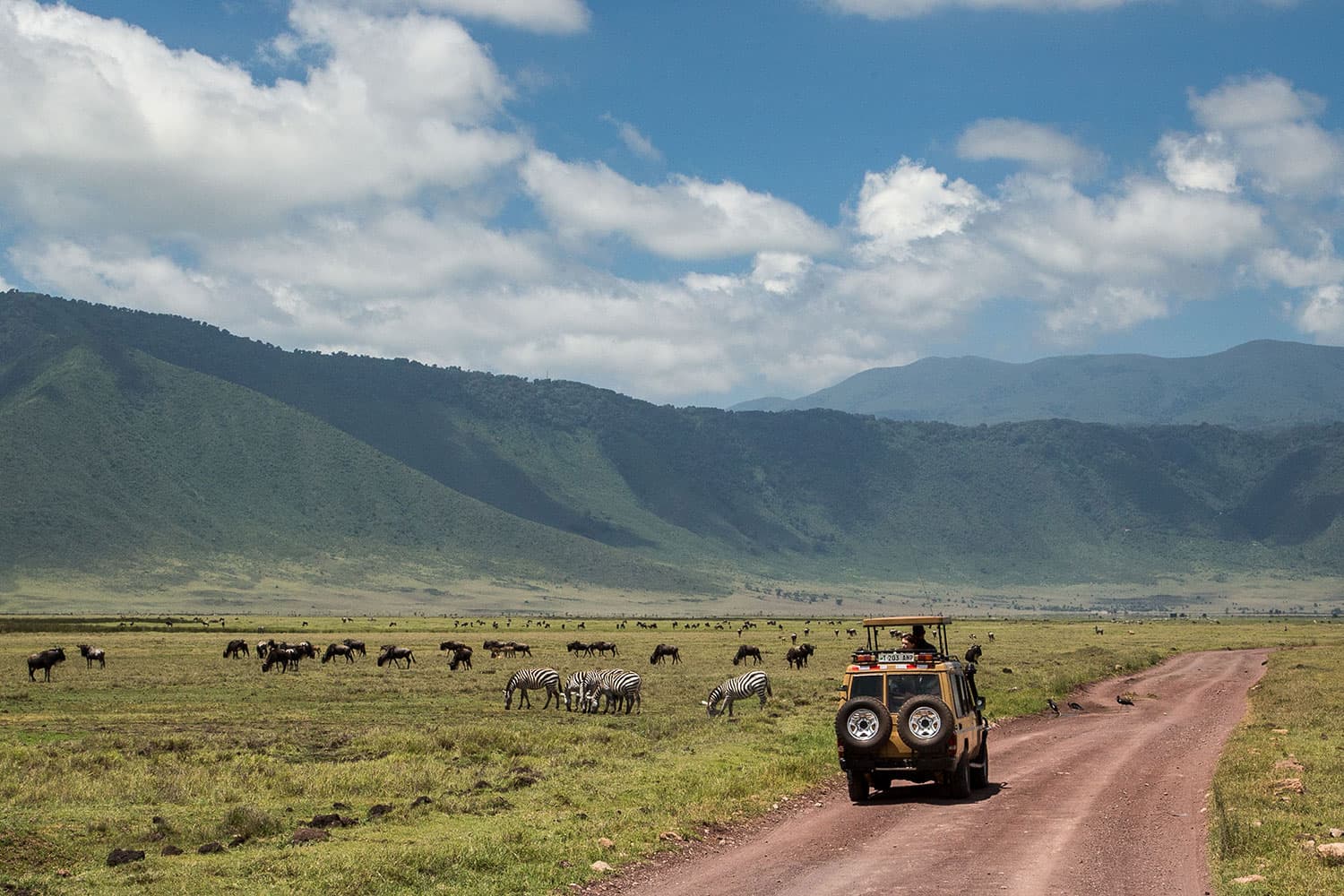 Wildlife and Safari