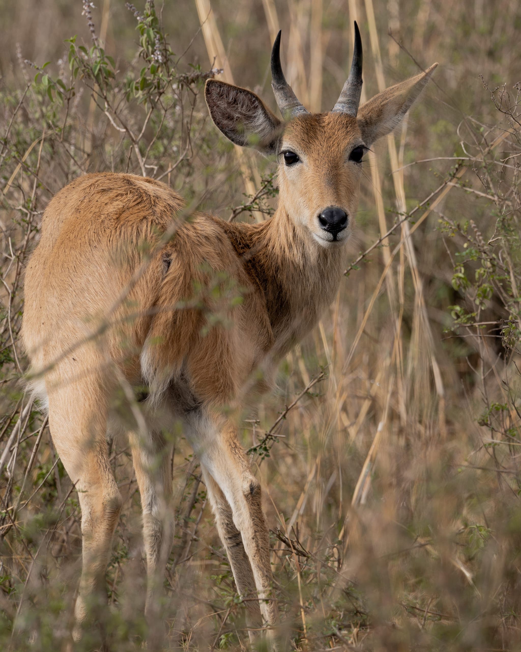 Zorani Expeditions Safari