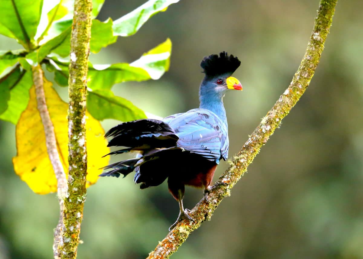 Ultimate Uganda Birding Safari
