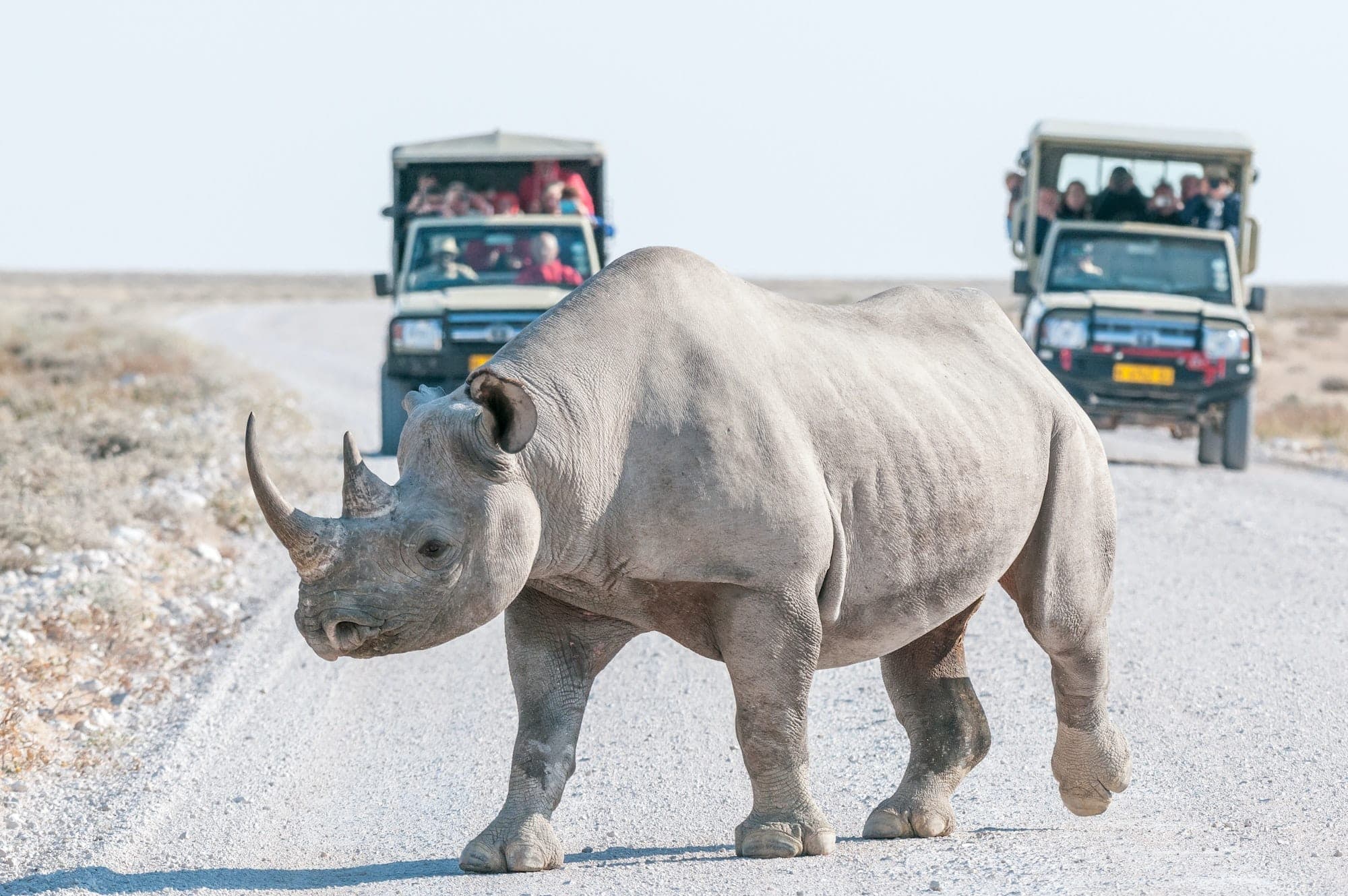 Conservation and Travel