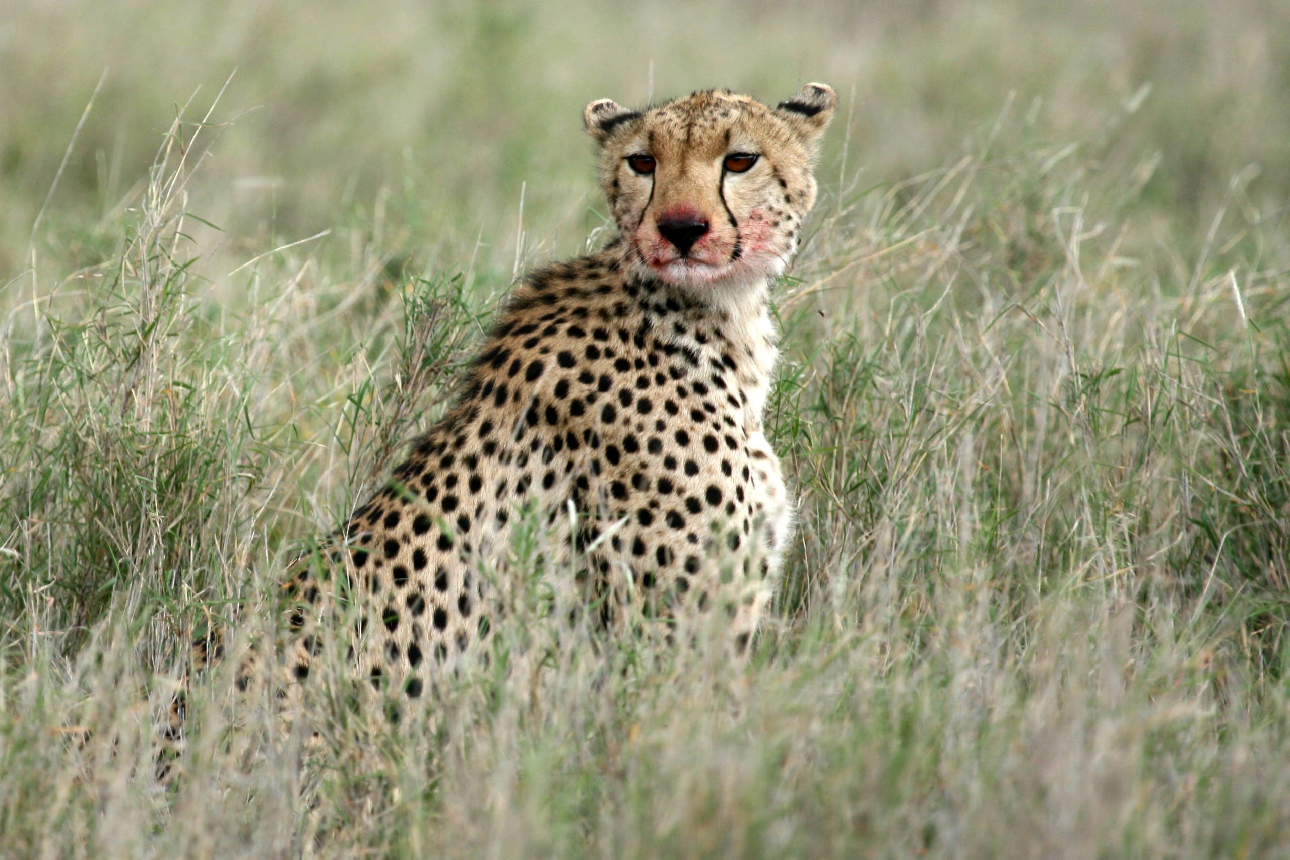 5-Day Tanzania Northern Circuit Safari