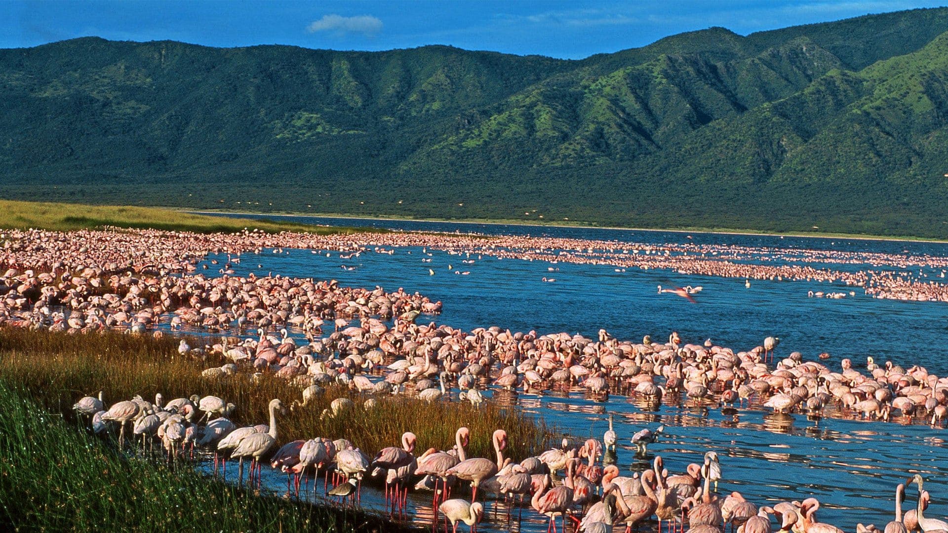 4-Day Tanzania Safari: Manyara, Serengeti & Ngorongoro